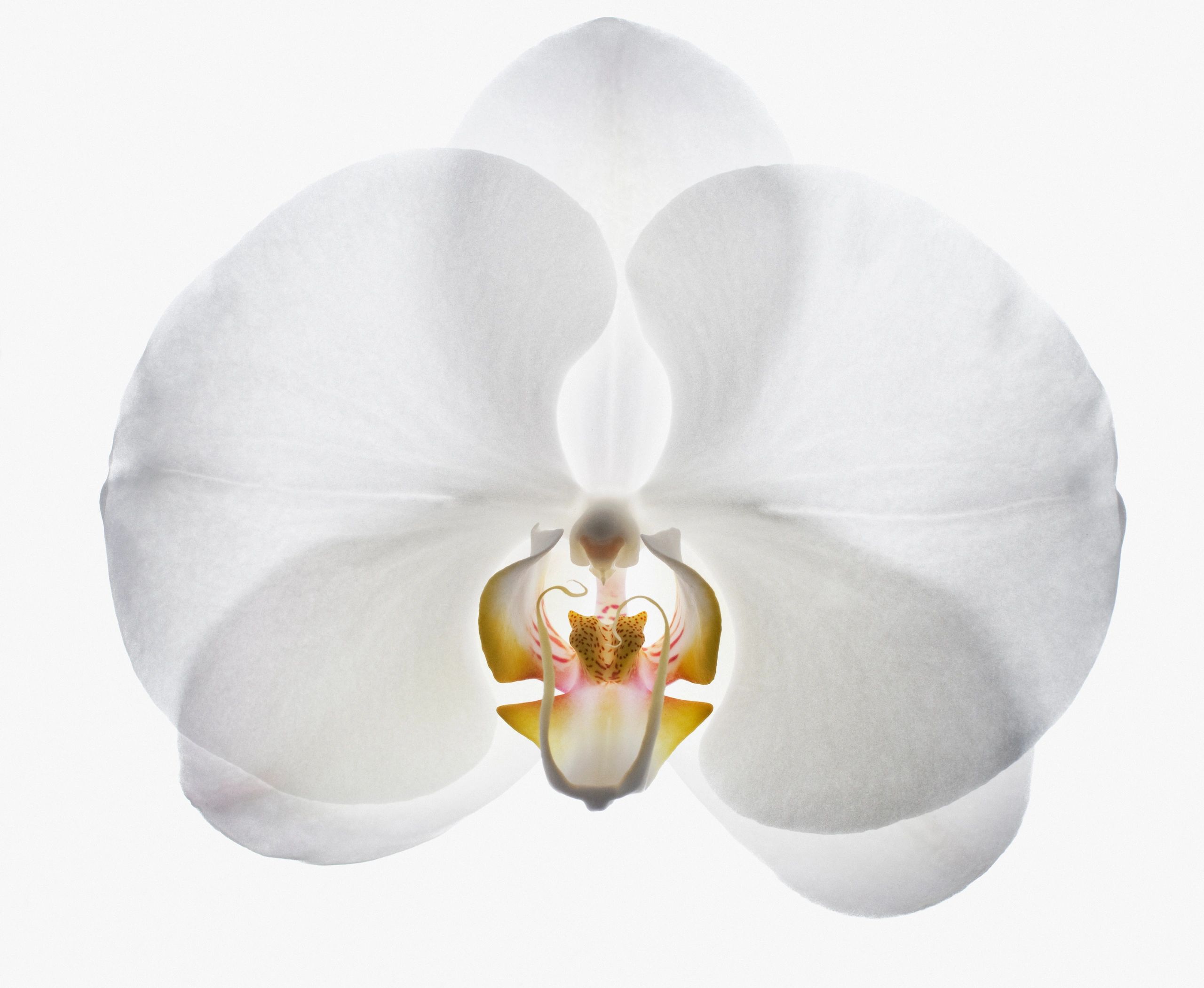 Close up of white orchid