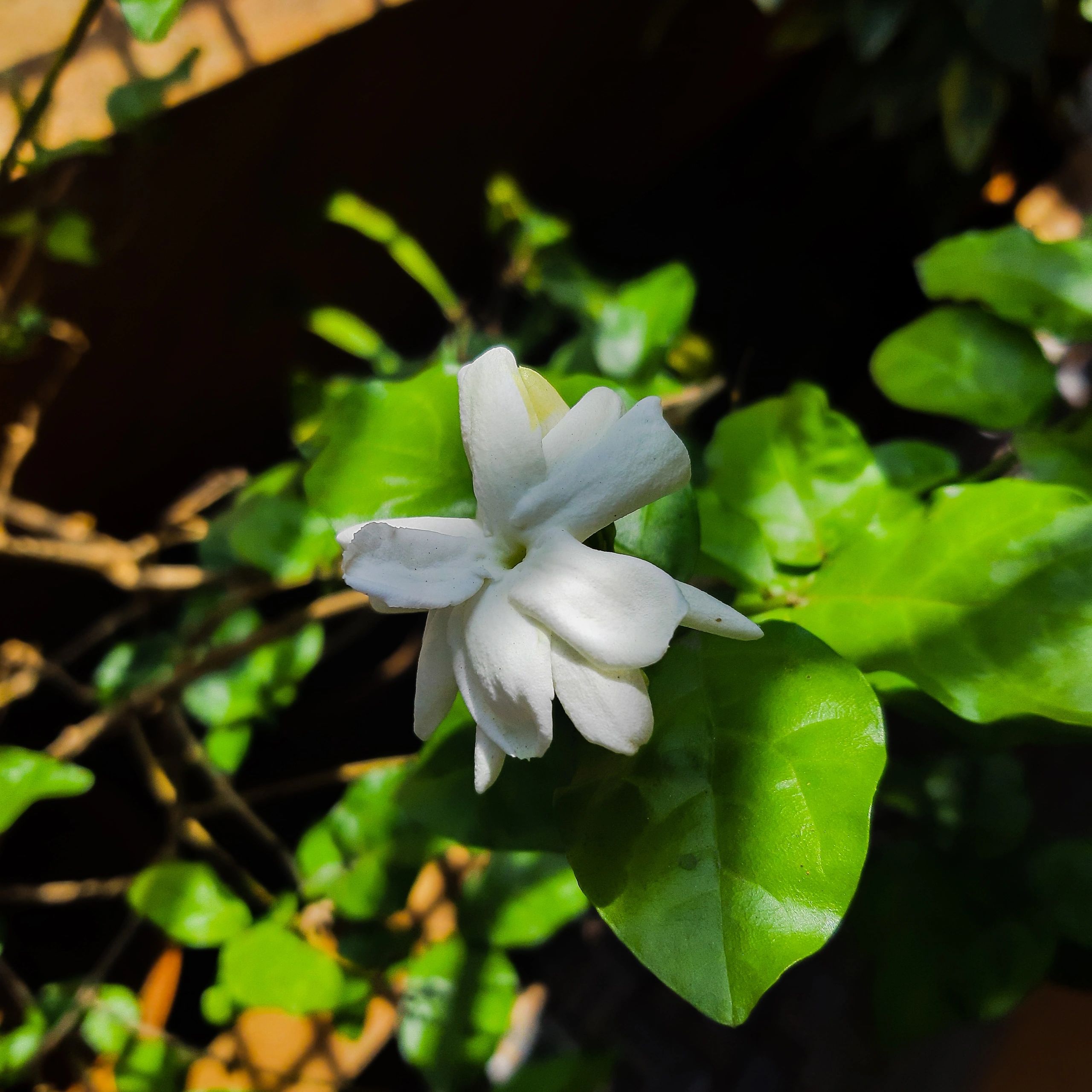 Jasmine Flower