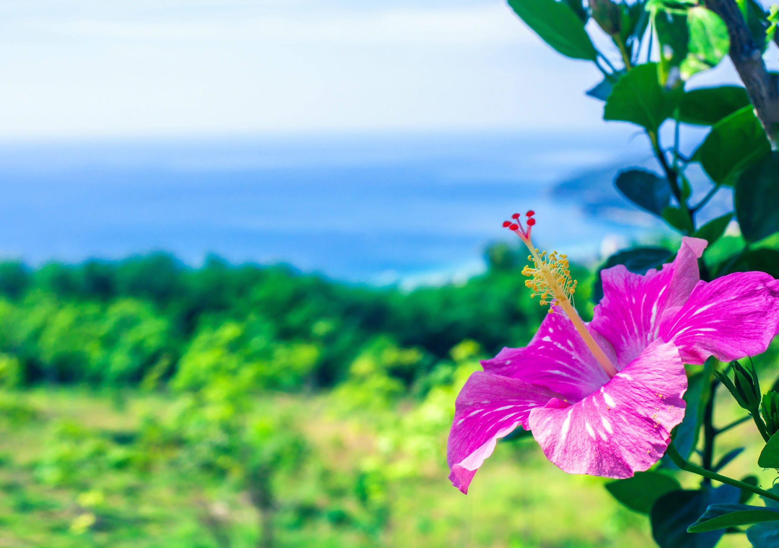 Close-up of a hibiscus flower