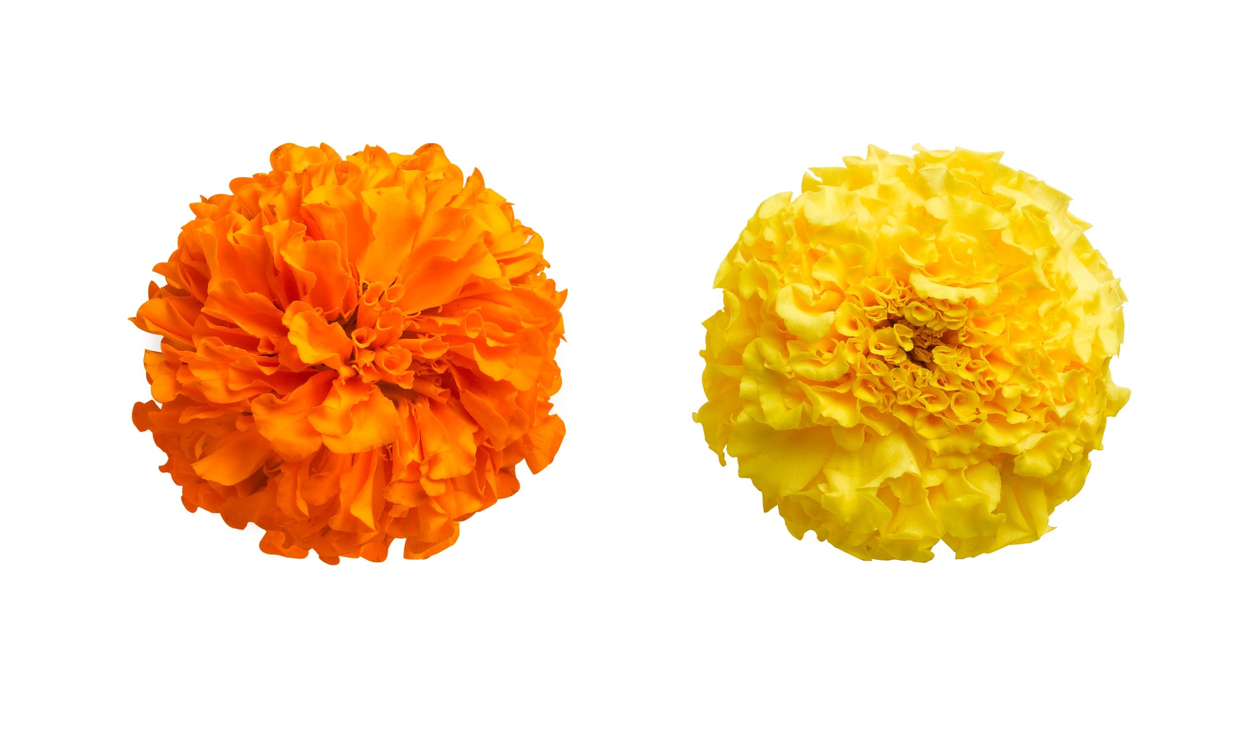 Close-up of marigold flowers