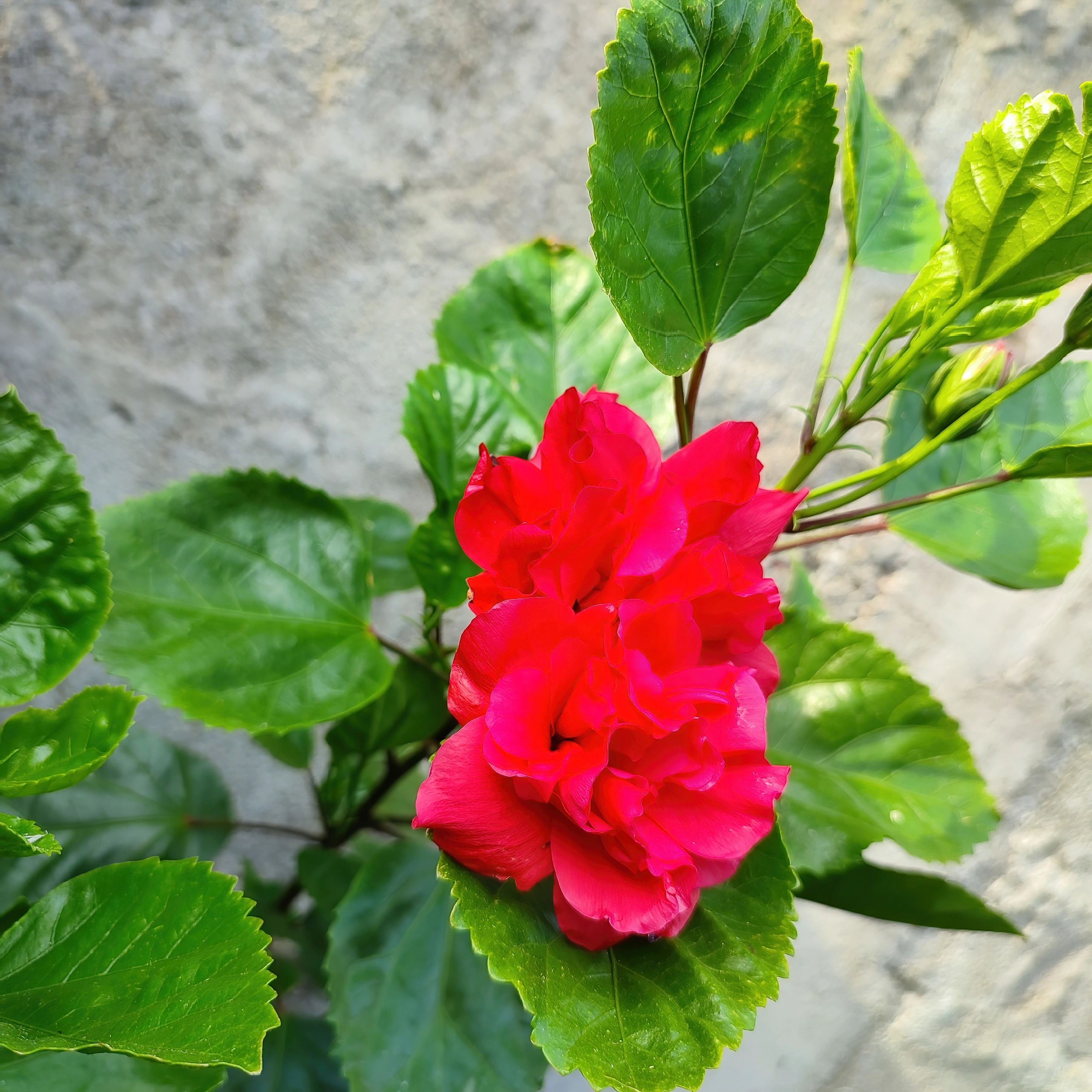 Closeup view of beautiful Hibiscus flowers