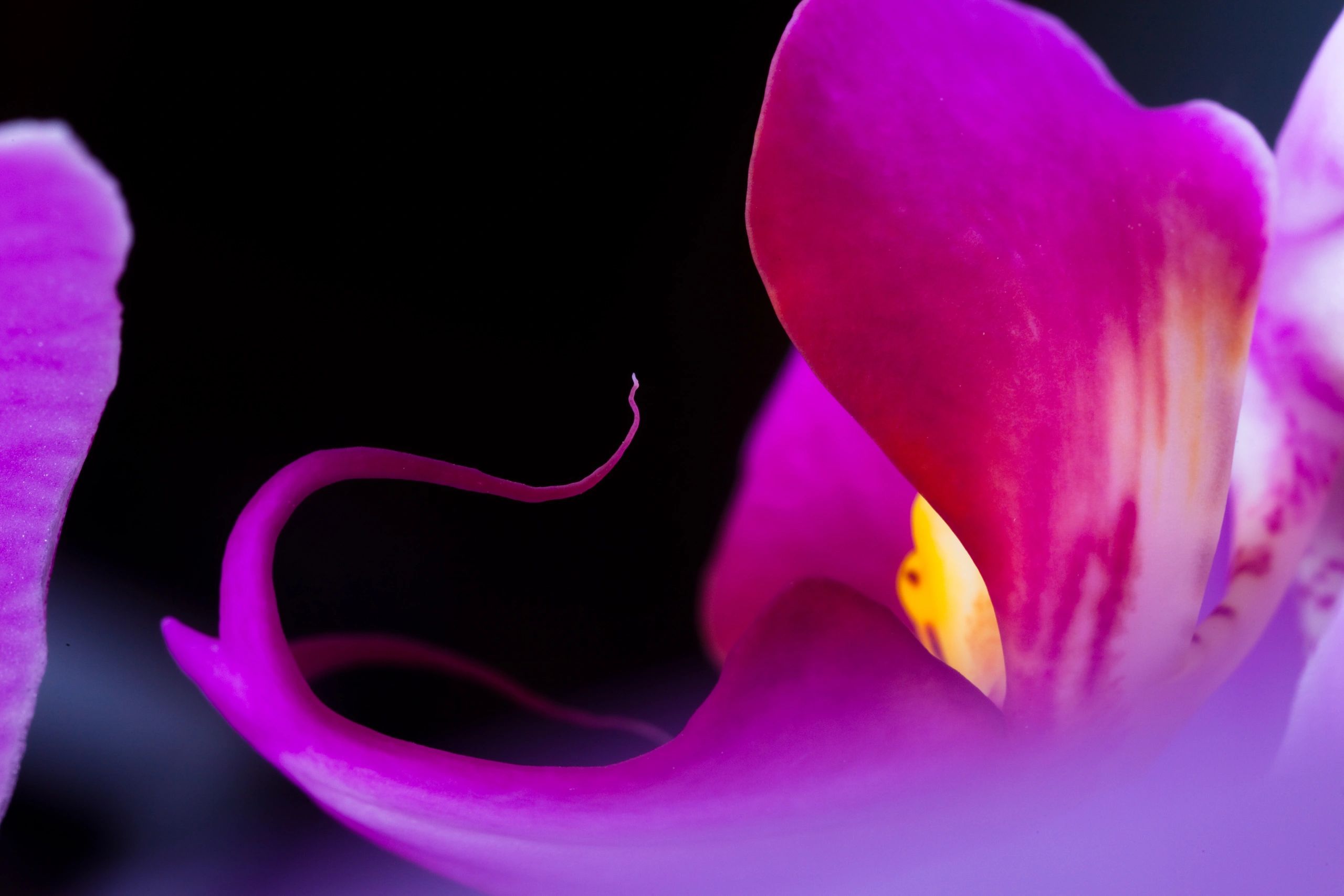 Orchid (Phalaenopsis )