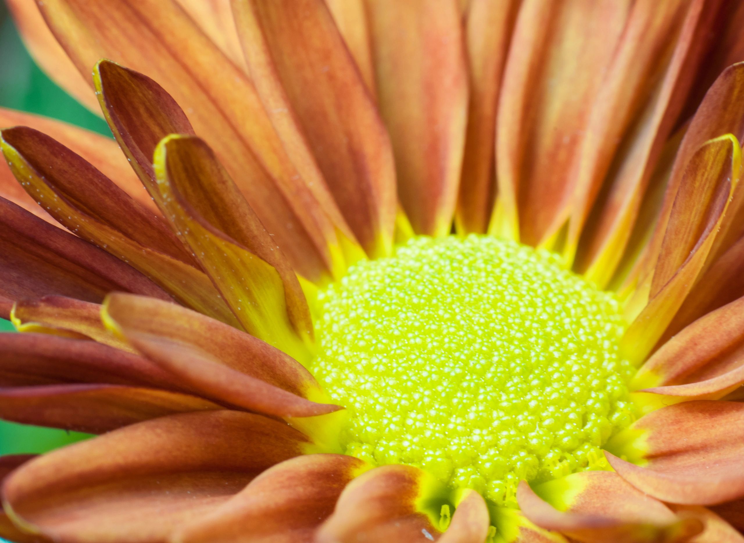 Chrysanthemum flower close-up