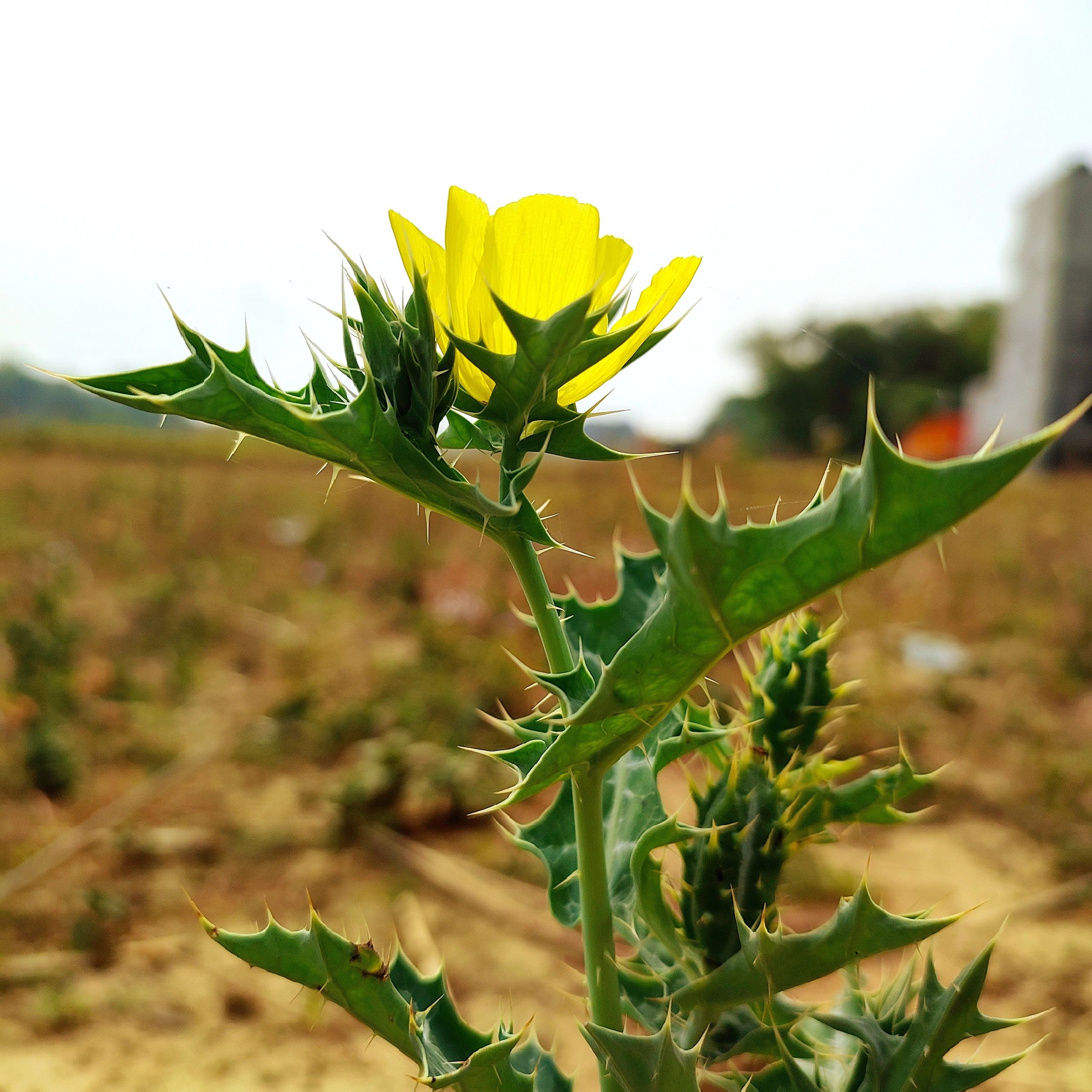 Mexican Prickly Poppy also known as Argemone mexicana