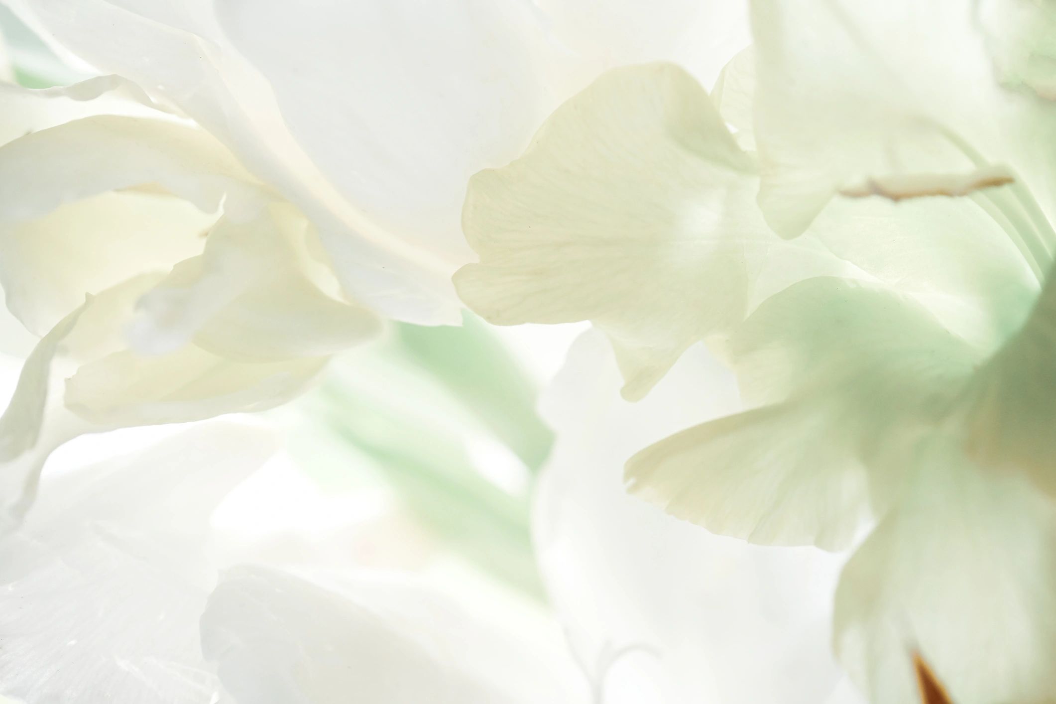gladiolus macro