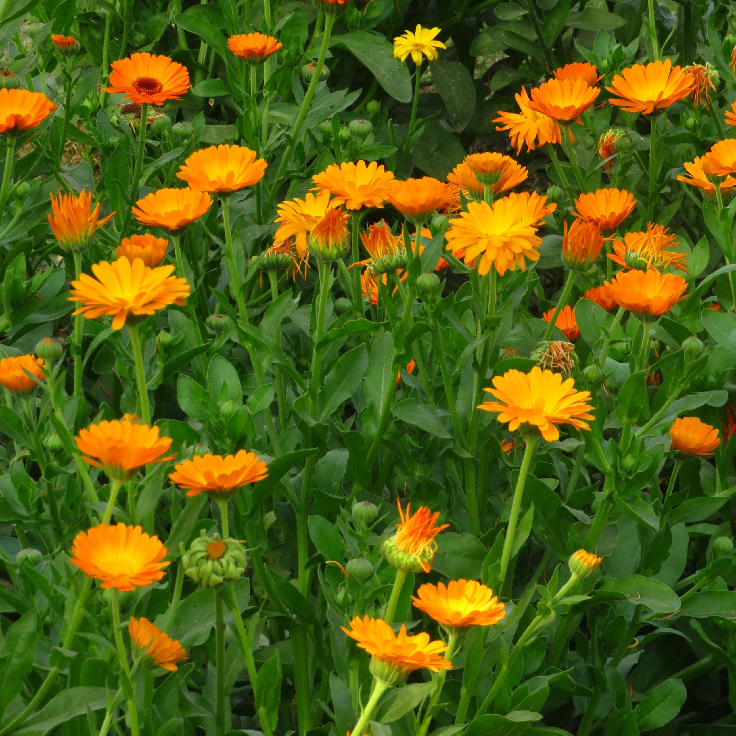 Calendula officinalis flowers also known as pot marigold in garden in India