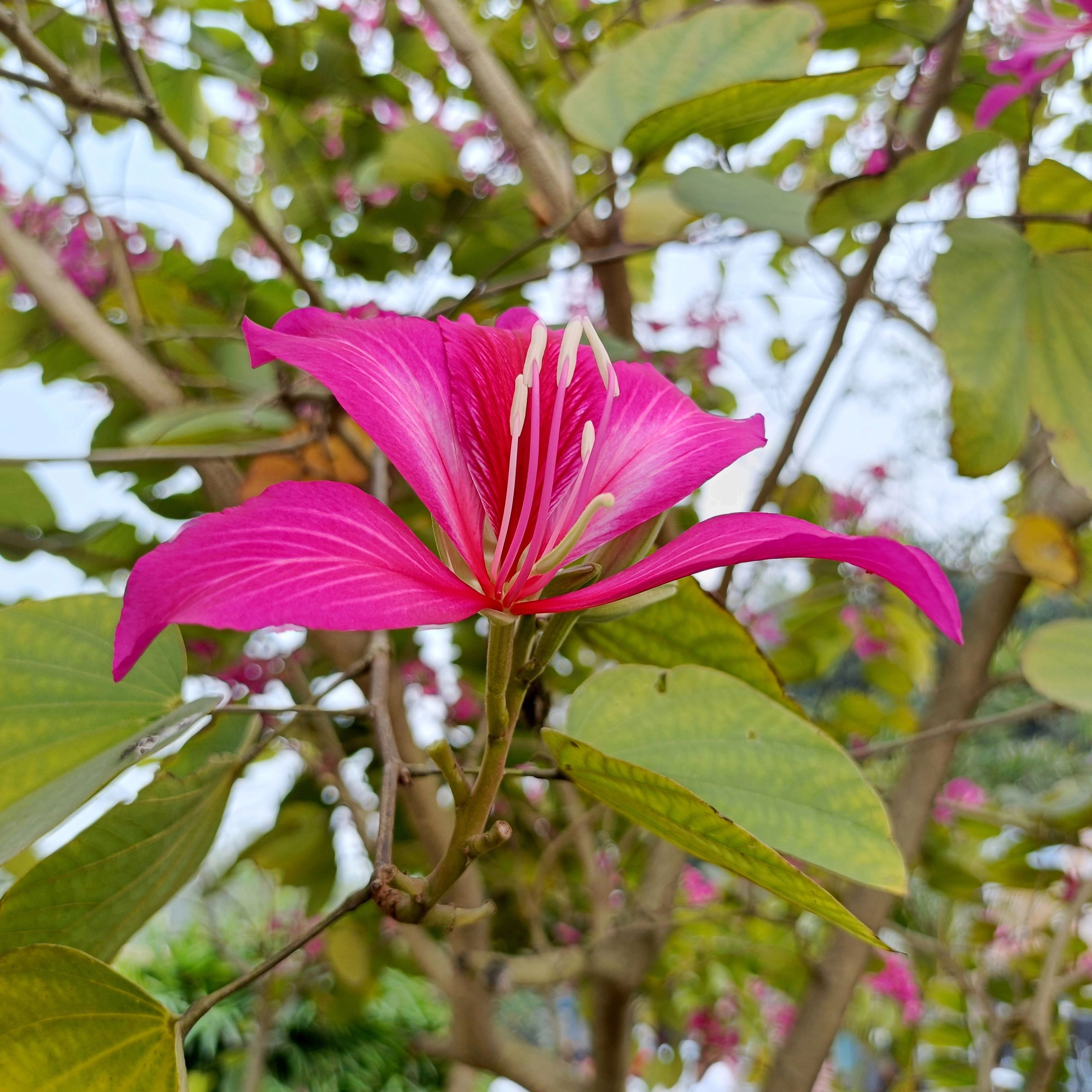 Close-up of a Bauhinia purpurea flower, commonly known as orchid tree
