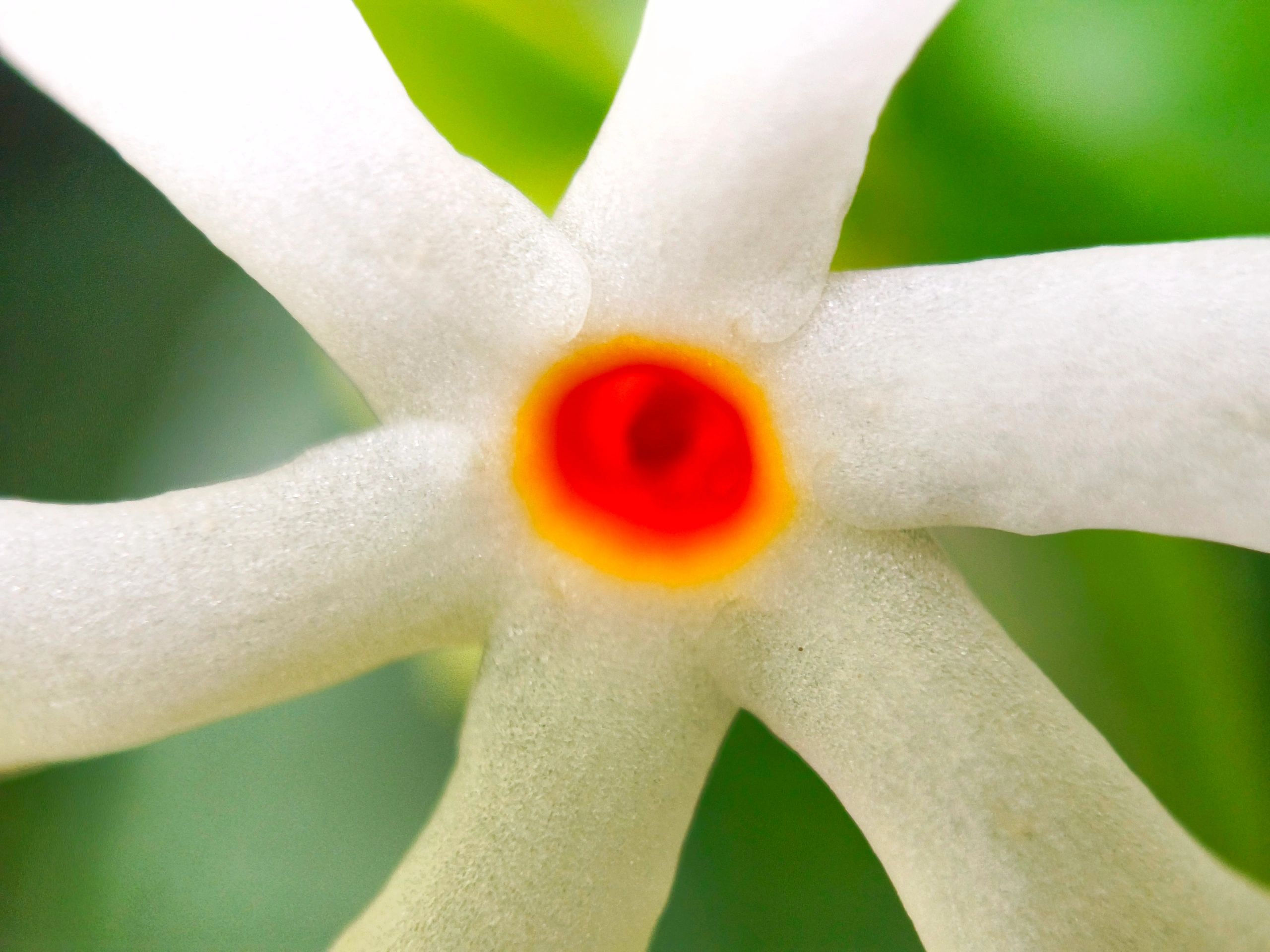 Close-up of a Night-flowering Jasmine, also known as Parijat