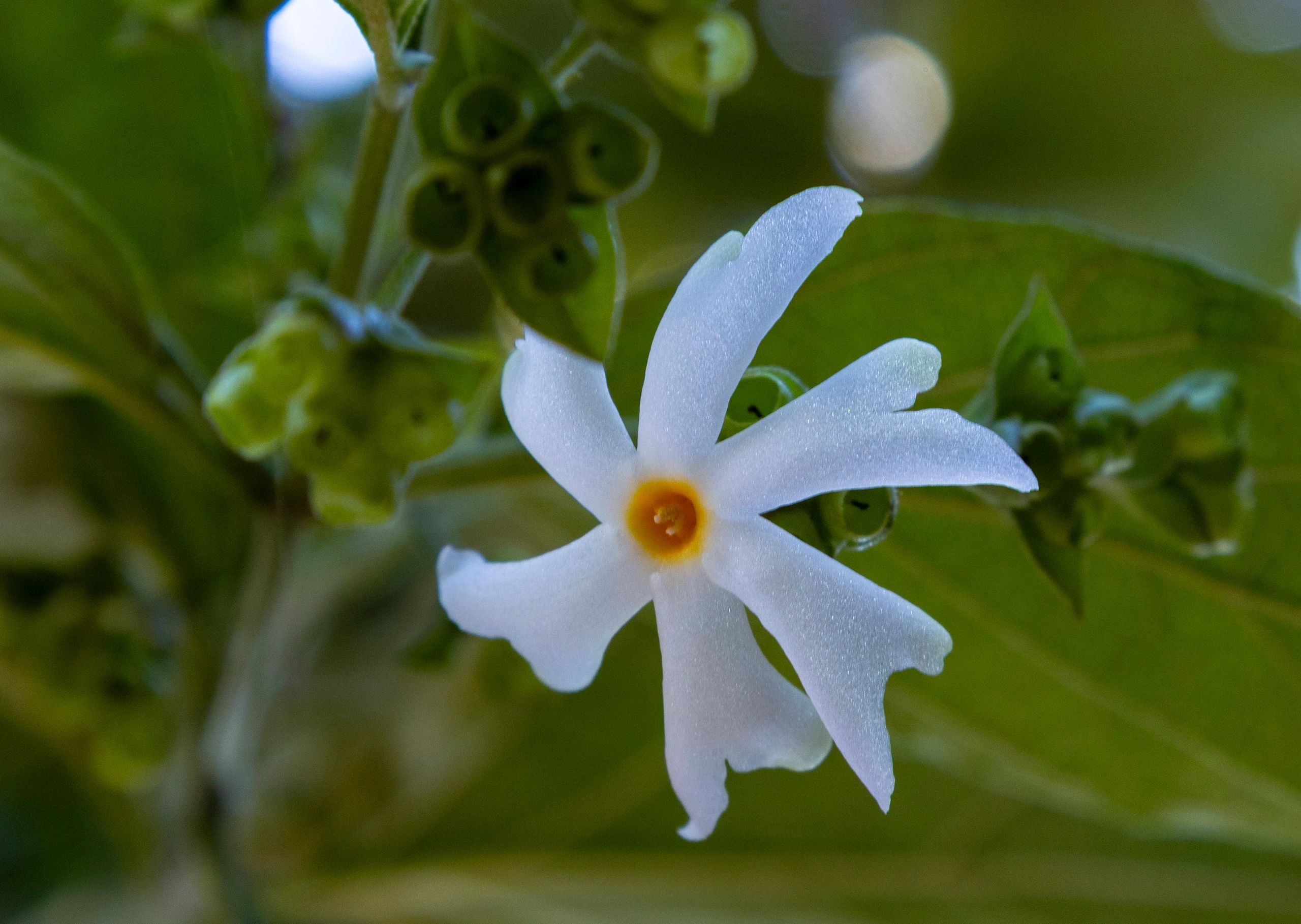 Beautiful close-up of a white Night-flowering Jasmine (Nyctanthes arbor-tristis) blossom with yellow center, symbolizing purity and devotion, commonly known as Parijat or Harsingar flower.