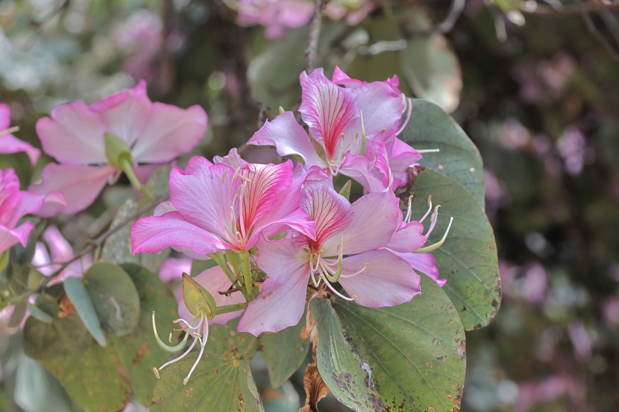 Bauhinia variegata, Pink Bauhinia flowers