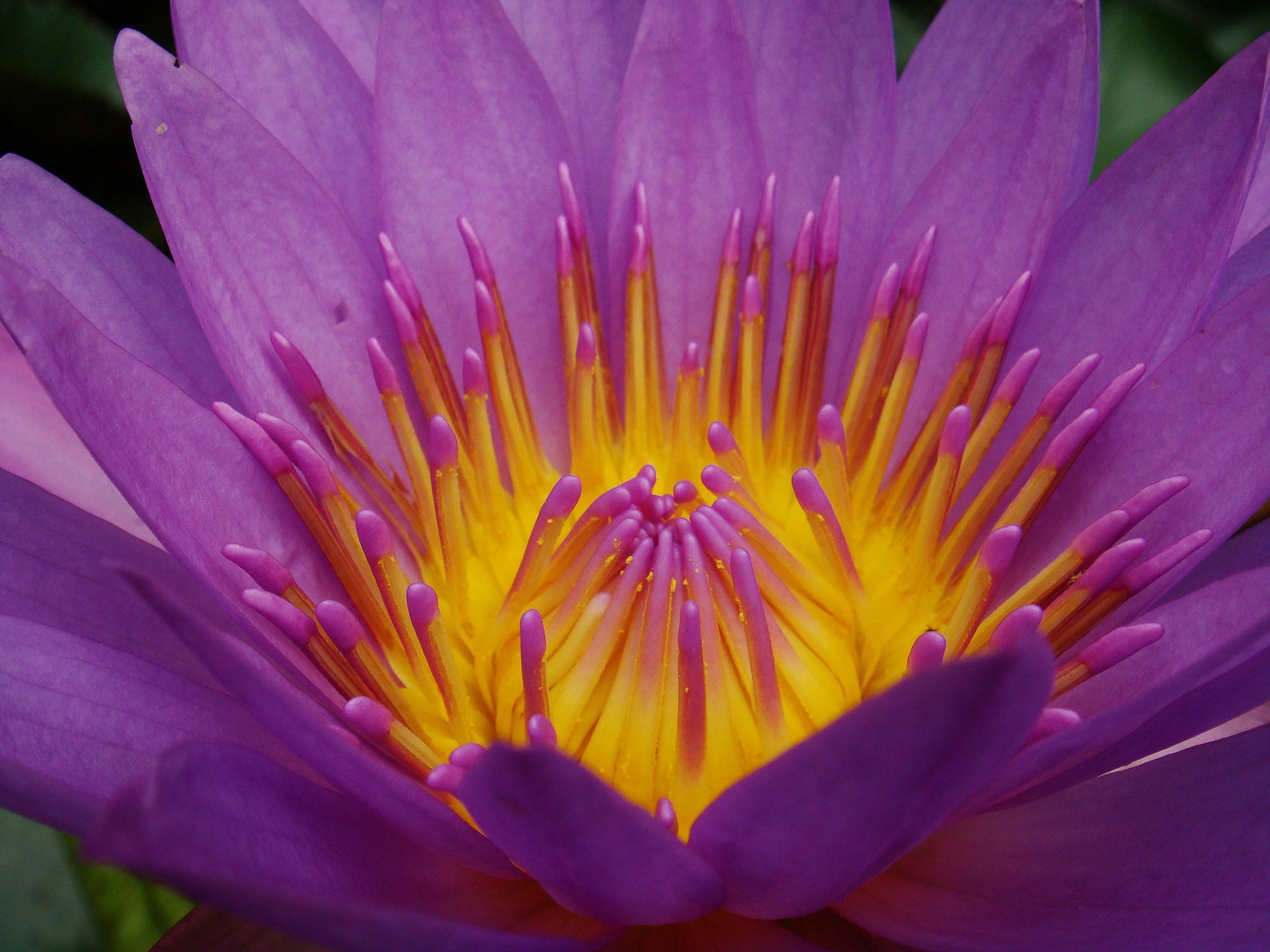 Close-up of a lotus flower